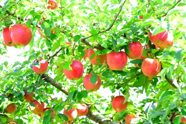ふじりんごとサンふじの違いを徹底比較 おいしい果物