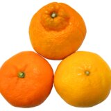 様々な柑橘類